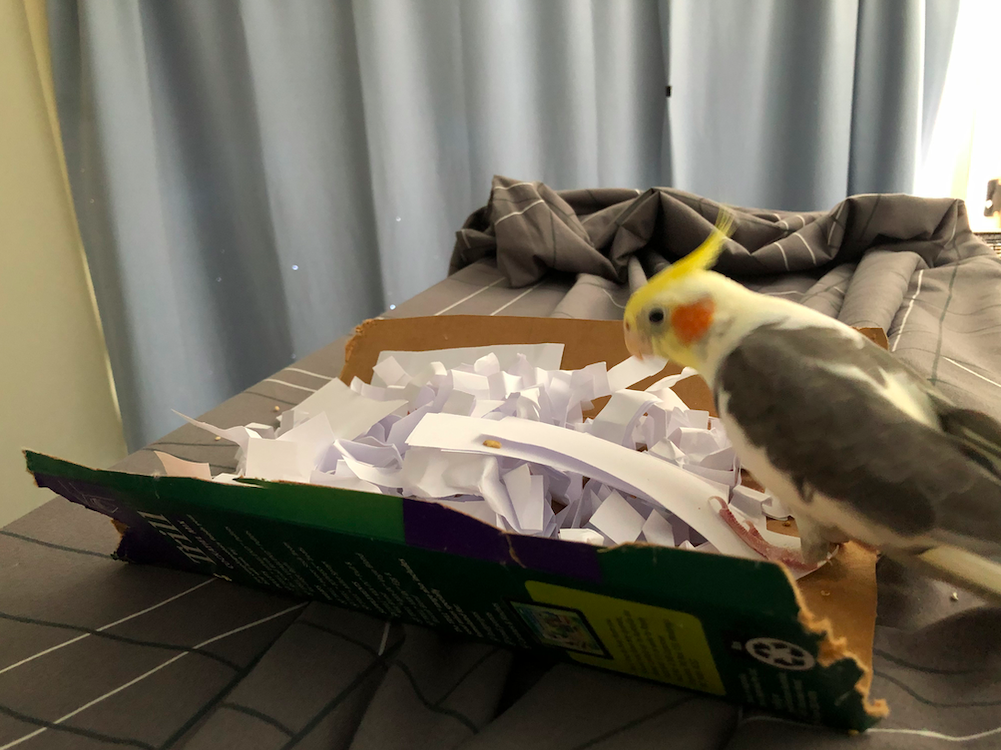 14 Best Shredding Toys For Cockatiels In 2023 CaringForFeathers