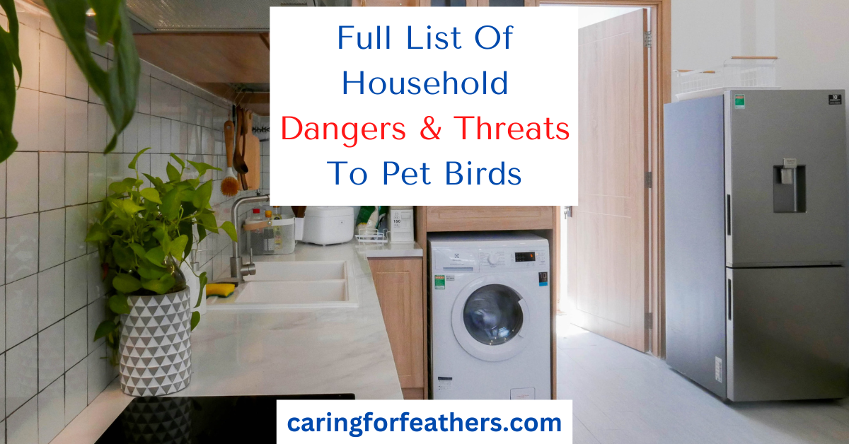 household dangers to pet birds