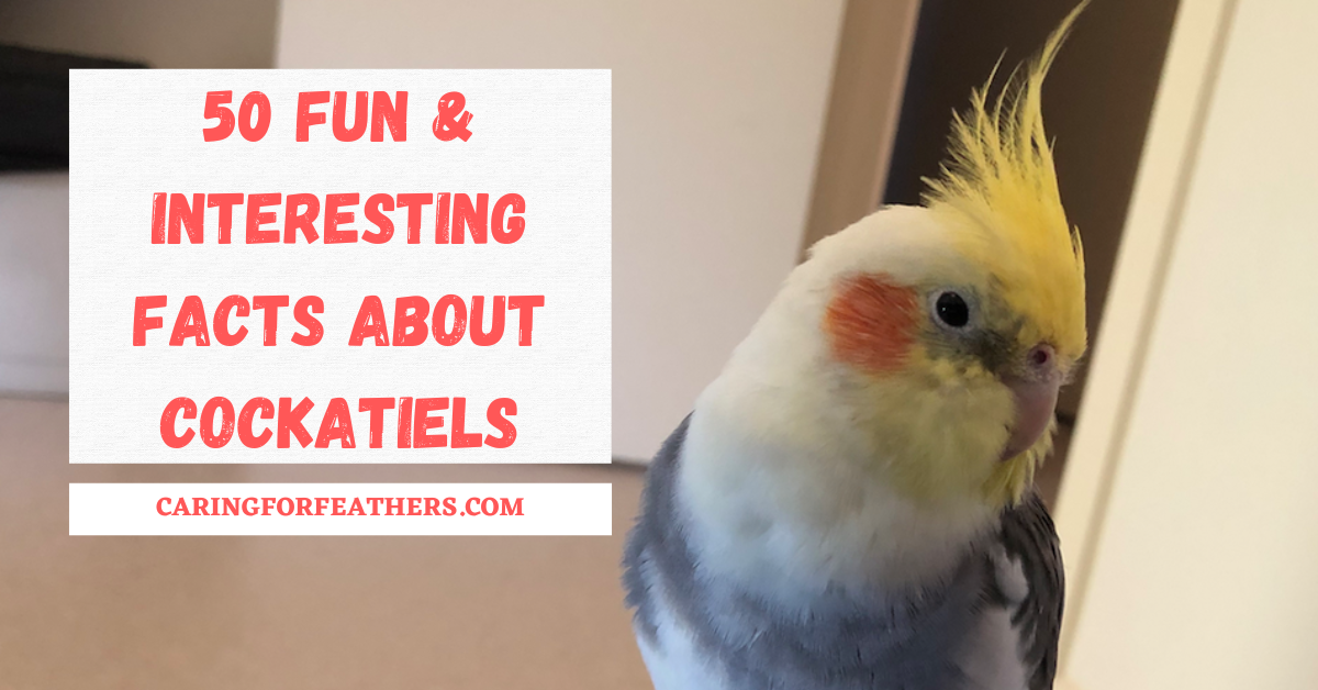 cockatiel facts