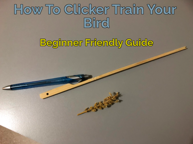 Full Beginners Guide To Clicker Training Your Bird Caring For Feathers