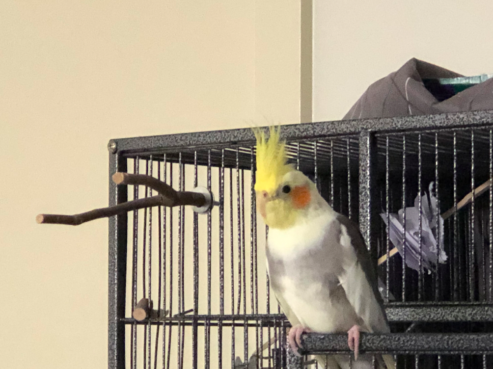 Pet Bird Care How To Boost Air Quality Indoors