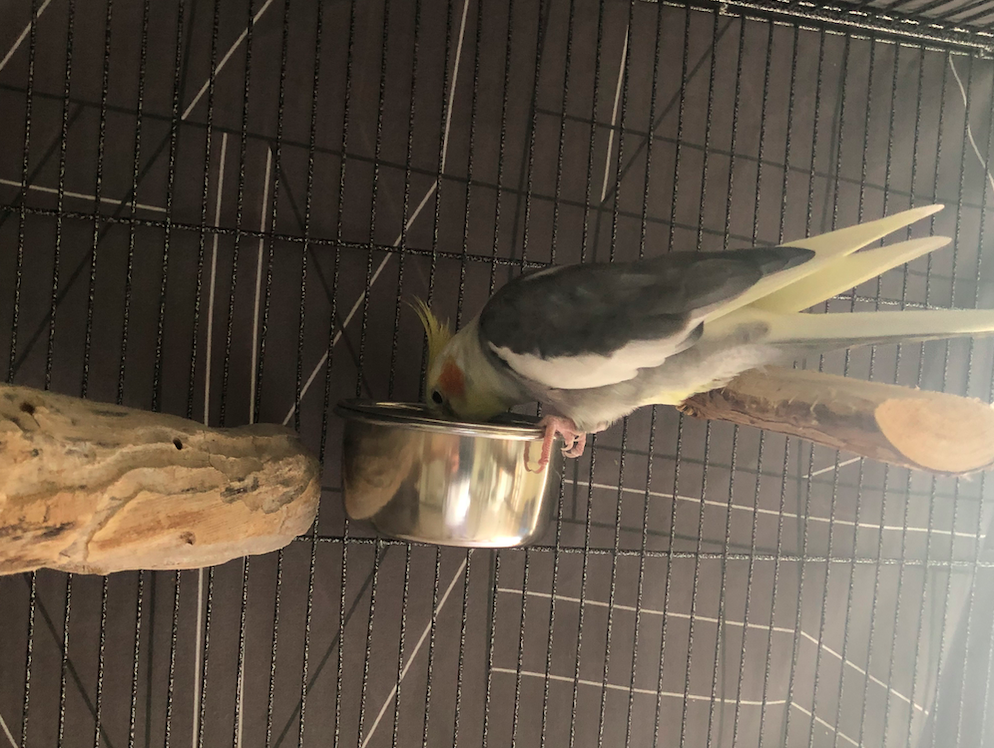 7 Best Cockatiel Pellet Brands Reviewed 2023 CaringForFeathers