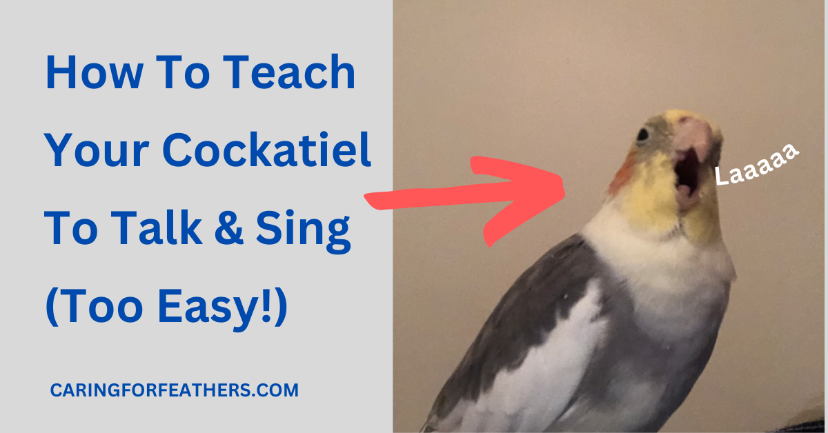 How to teach a cockatiel to talk