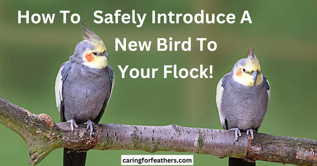 how to introduce a new bird to your bird