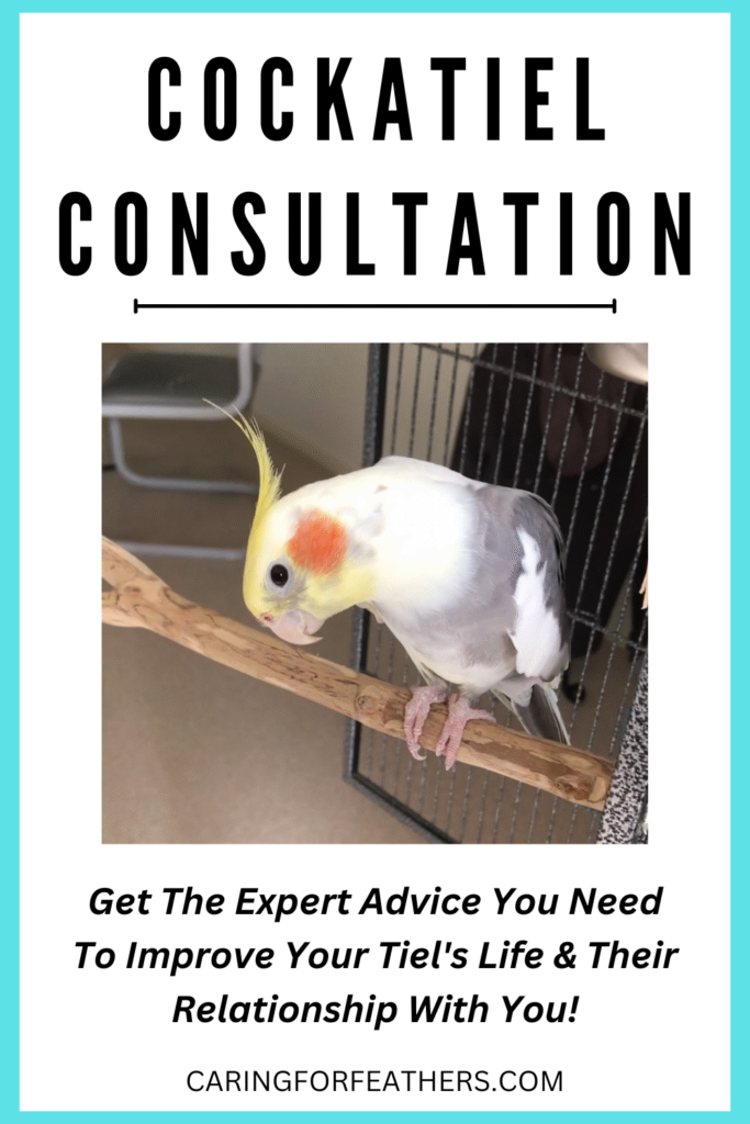 Air Purifiers The Buying Guide For Bird Owners (2023) CaringForFeathers